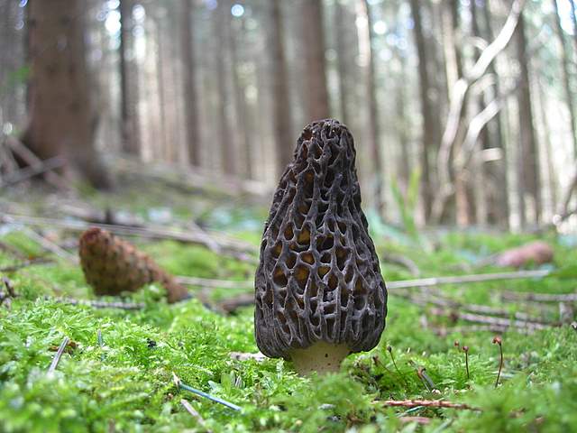 Le prime specie primaverili